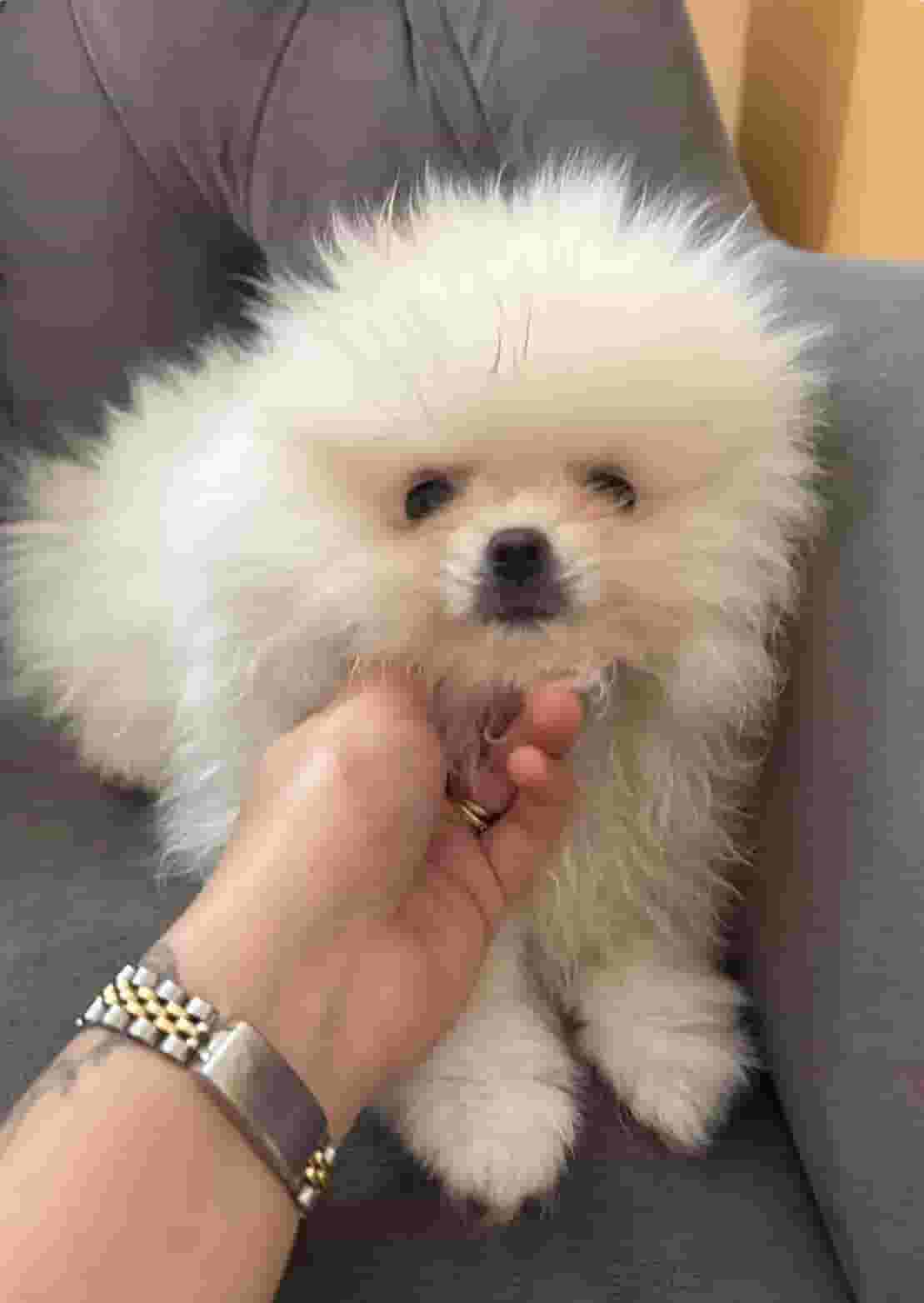 Pomeranian puppy for sale