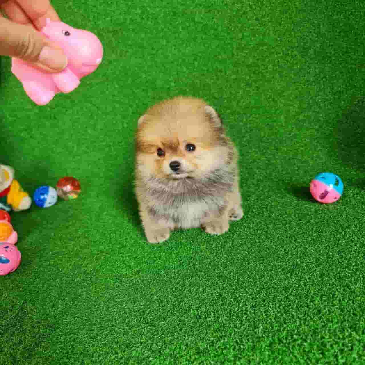 Tcup Pomeranian for sale