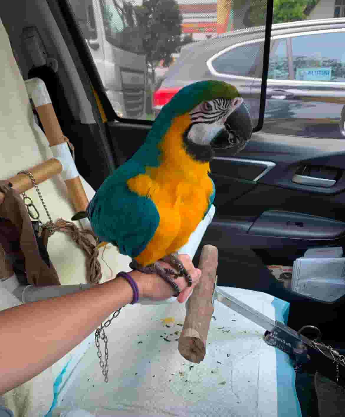 Macau parrot for sale