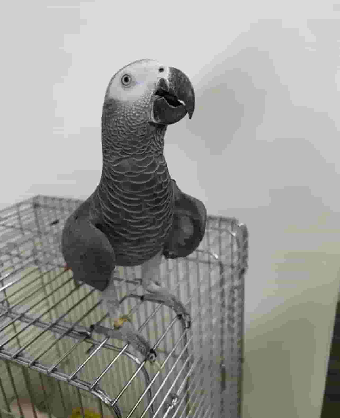 African gray parrot