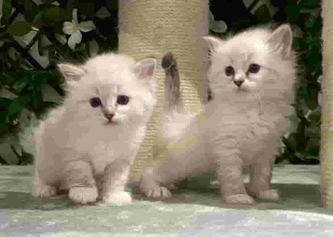 Ragdoll kitten for sale