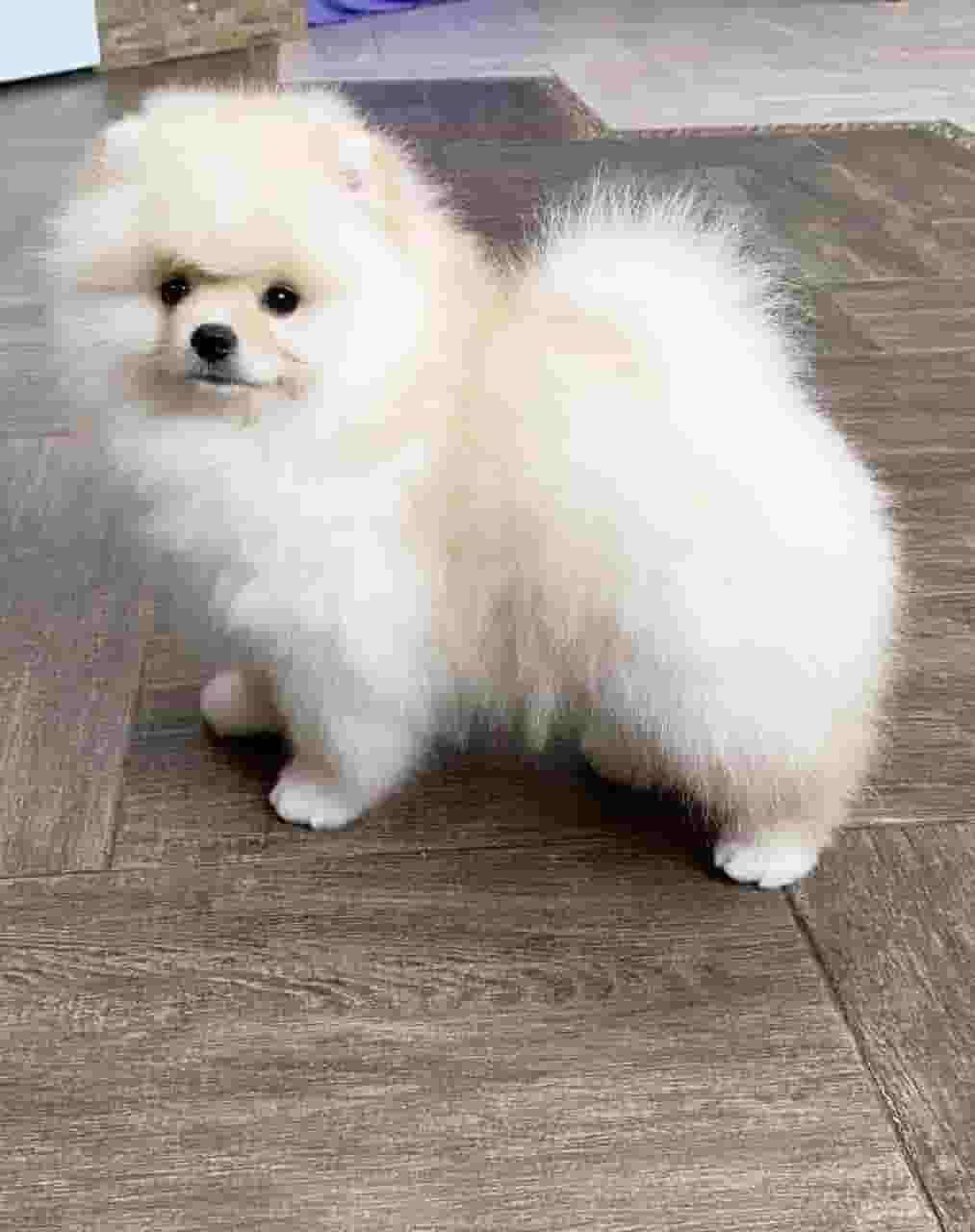 Pomeranian