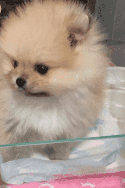 Pomeranian for sale
