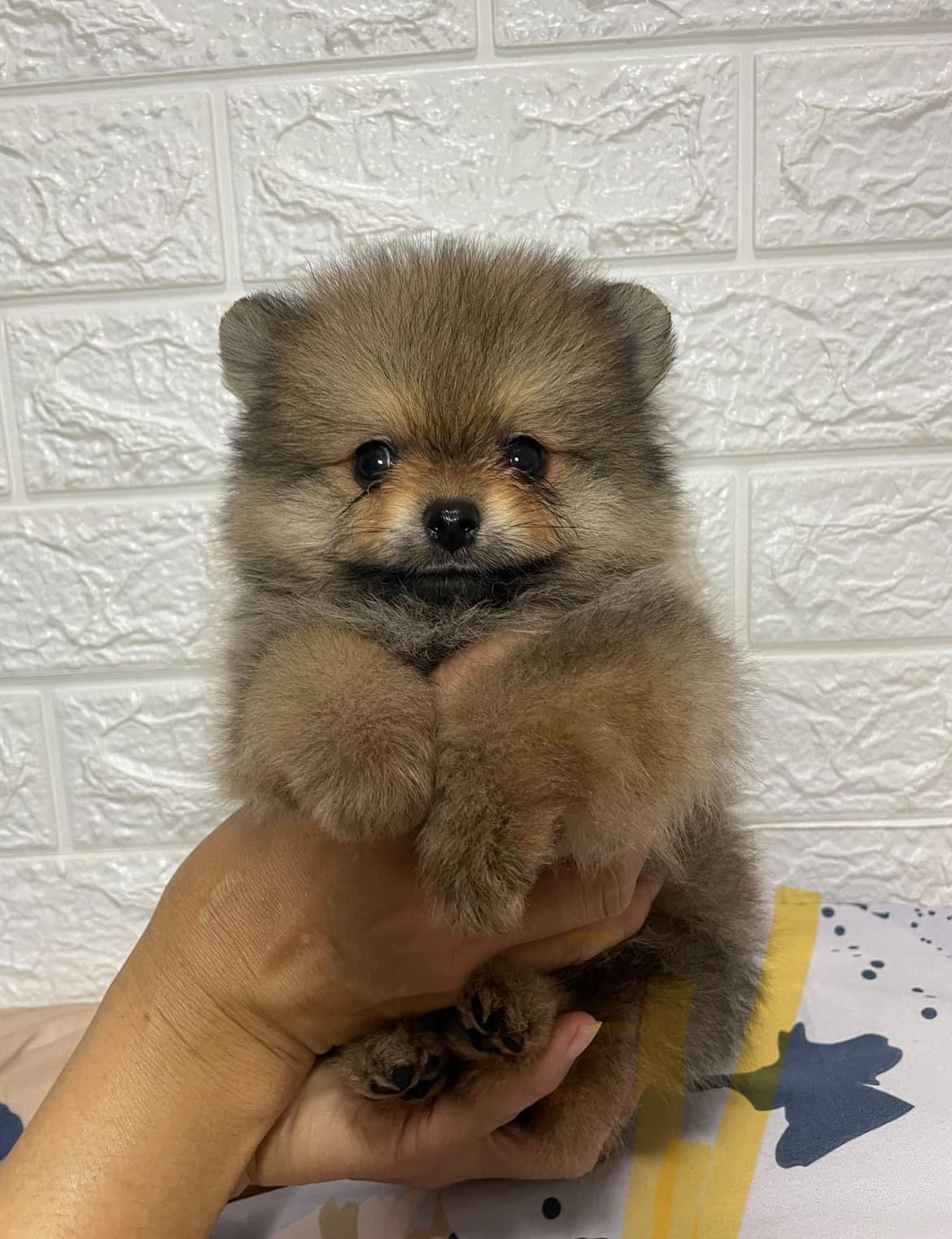 Pomeranian dog.  0