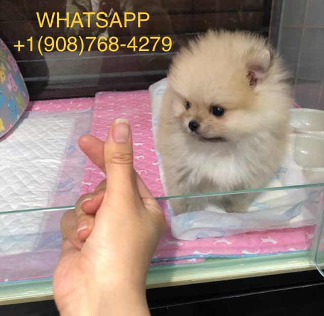 Pomeranian for sale