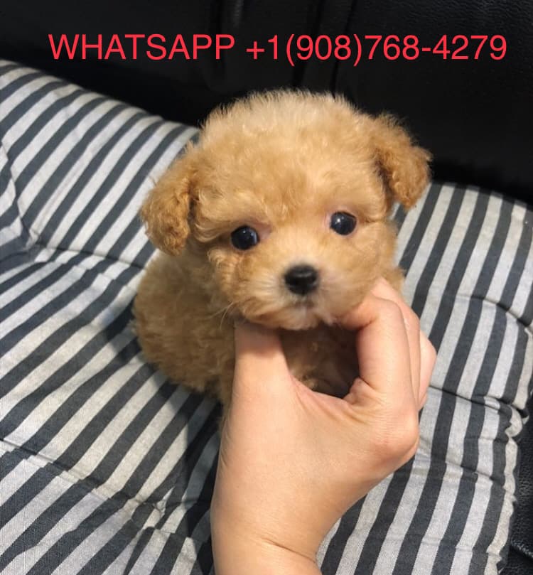 Poodle puppy 0