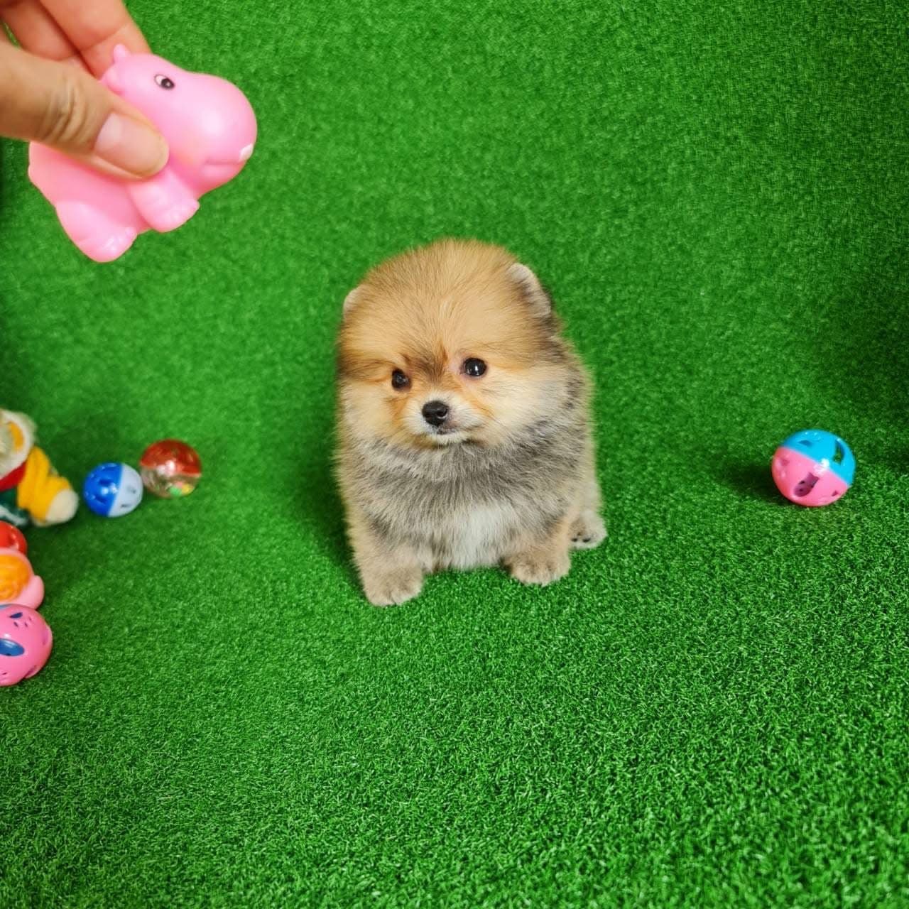 Tcup Pomeranian for sale 0