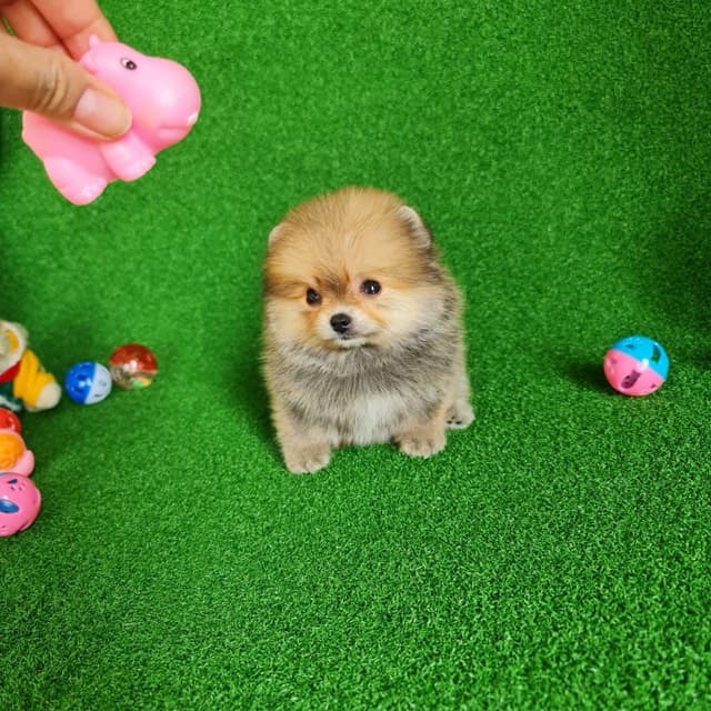 Tcup Pomeranian for sale